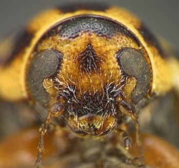 Media type: image;   Entomology 4291 Aspect: head frontal view